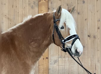 Haflinger, Mare, 3 years, 14,1 hh