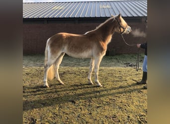 Haflinger, Mare, 3 years, 14,1 hh, Chestnut-Red