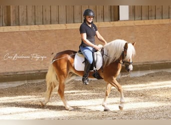 Haflinger, Mare, 3 years, 14.1 hh, Chestnut-Red