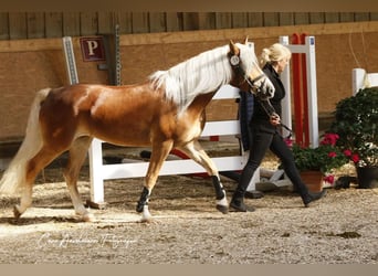 Haflinger, Mare, 3 years, 14.1 hh, Chestnut-Red
