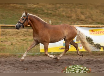 Haflinger, Mare, 3 years, 14.1 hh, Chestnut-Red