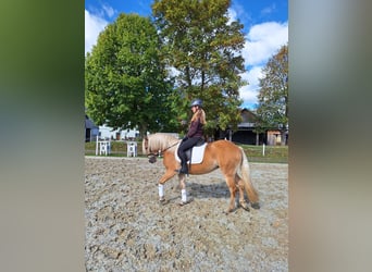 Haflinger, Mare, 3 years, 14,1 hh, Chestnut-Red