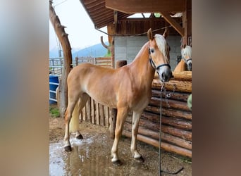 Haflinger, Mare, 3 years, 14,1 hh, Chestnut-Red