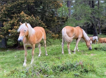 Haflinger, Mare, 3 years, 14,1 hh, Chestnut-Red