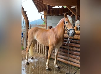 Haflinger, Mare, 3 years, 14,1 hh, Chestnut-Red