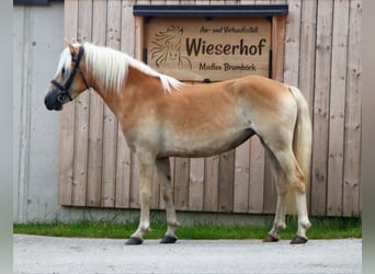 Haflinger, Mare, 3 years, 14.1 hh, Chestnut-Red