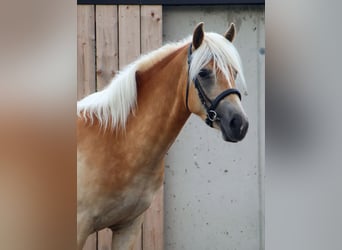 Haflinger, Mare, 3 years, 14.1 hh, Chestnut-Red