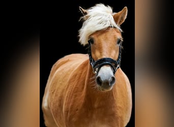 Haflinger, Mare, 3 years, 14.1 hh, Chestnut-Red
