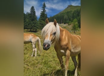 Haflinger, Mare, 3 years, 14.1 hh, Chestnut-Red