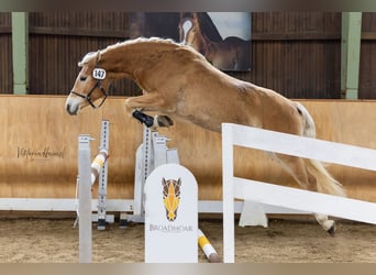 Haflinger, Mare, 3 years, 14.1 hh, Chestnut-Red