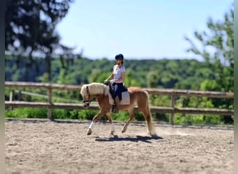 Haflinger, Mare, 3 years, 14.1 hh