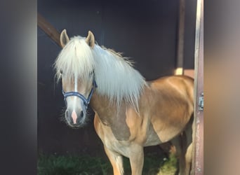 Haflinger, Mare, 3 years, 14.1 hh