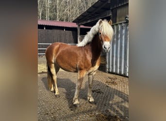 Haflinger, Mare, 3 years, 14.1 hh, Palomino