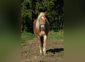 Haflinger, Mare, 3 years, 14,1 hh