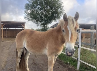 Haflinger, Mare, 3 years, 14.2 hh