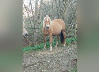 Haflinger, Mare, 3 years, 14,2 hh