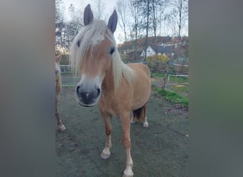 Haflinger, Mare, 3 years, 14,2 hh