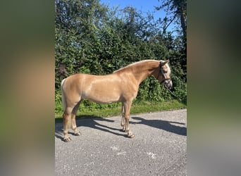 Haflinger, Stute, 3 Jahre, 14,2 hh, Fuchs