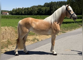 Haflinger, Mare, 3 years, 14.2 hh, Chestnut-Red