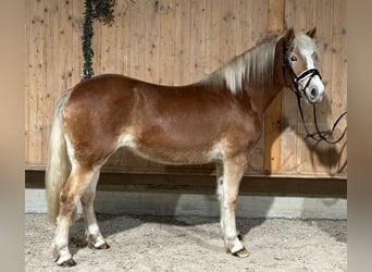 Haflinger, Mare, 3 years, 14,2 hh, Chestnut-Red