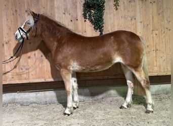 Haflinger, Mare, 3 years, 14,2 hh, Chestnut-Red