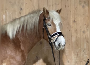 Haflinger, Mare, 3 years, 14,2 hh, Chestnut-Red