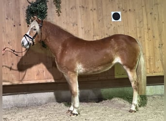 Haflinger, Mare, 3 years, 14,2 hh, Chestnut-Red