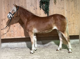 Haflinger, Mare, 3 years, 14,2 hh, Chestnut-Red