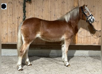 Haflinger, Mare, 3 years, 14,2 hh, Chestnut-Red