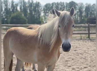 Haflinger, Mare, 3 years, 14.2 hh, Chestnut-Red