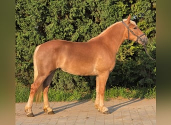 Haflinger Mix, Mare, 3 years, 14.2 hh, Chestnut-Red