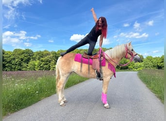 Haflinger, Mare, 3 years, 14.2 hh, Chestnut-Red