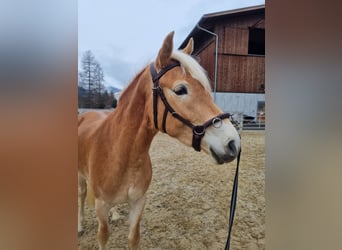 Haflinger, Mare, 3 years, 14.2 hh, Chestnut-Red