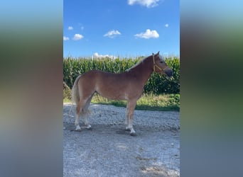 Haflinger, Stute, 3 Jahre, 14,2 hh, Fuchs