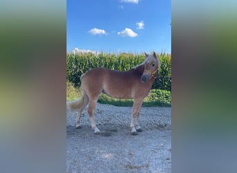 Haflinger, Stute, 3 Jahre, 14,2 hh, Fuchs