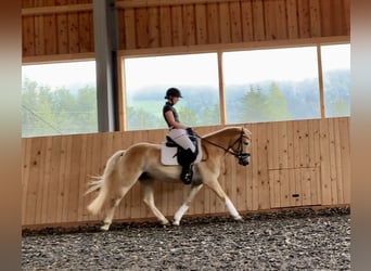 Haflinger, Stute, 3 Jahre, 14,2 hh