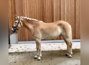 Haflinger, Stute, 3 Jahre, 14,2 hh