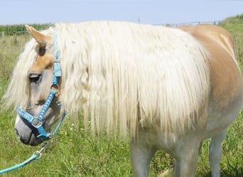 Haflinger, Mare, 3 years, 14,2 hh, Dun