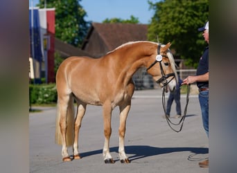 Haflinger, Mare, 3 years, 14.2 hh