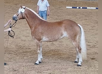 Haflinger, Mare, 3 years, 14.2 hh