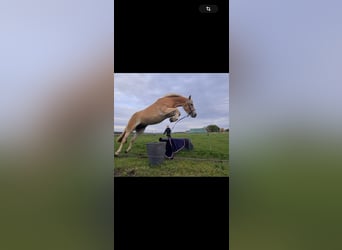 Haflinger, Mare, 3 years, 14,2 hh