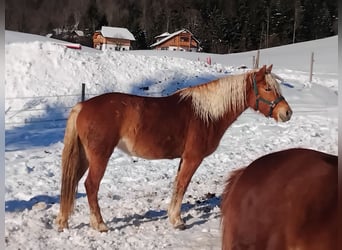 Haflinger, Mare, 3 years, 14,2 hh, Sorrel