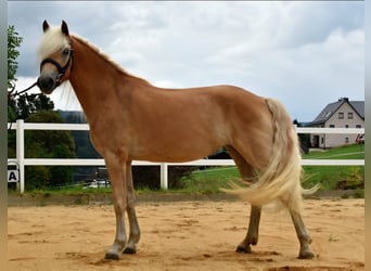 Haflinger, Mare, 3 years, 14,3 hh