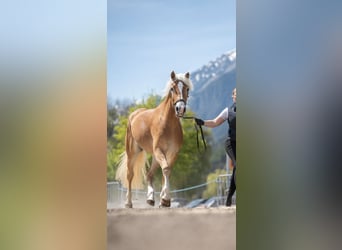 Haflinger, Mare, 3 years, 14.3 hh