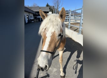 Haflinger, Mare, 3 years, 14.3 hh, Brown-Light