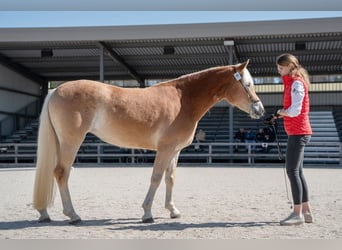 Haflinger, Mare, 3 years, 14.3 hh, Brown-Light