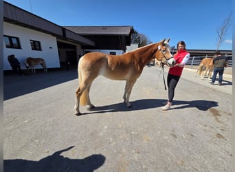 Haflinger, Mare, 3 years, 14.3 hh, Brown-Light