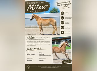 Haflinger, Mare, 3 years, 14.3 hh, Chestnut-Red