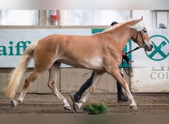 Haflinger, Mare, 3 years, 14.3 hh, Chestnut-Red