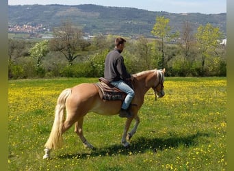 Haflinger, Mare, 3 years, 14.3 hh, Chestnut-Red